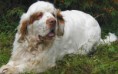 Clumber Spaniel